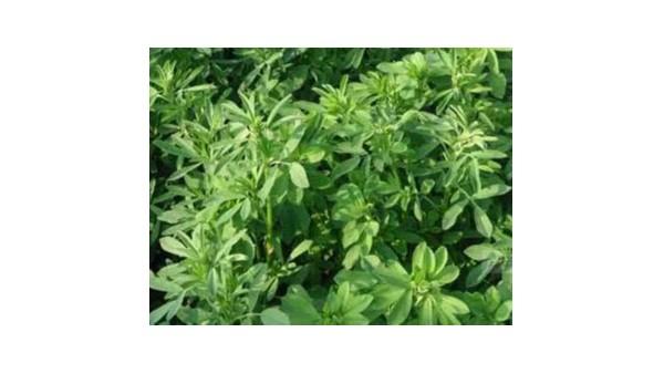 深圳進(jìn)口美國苜蓿草報關(guān)清關(guān)裝運(yùn)要求