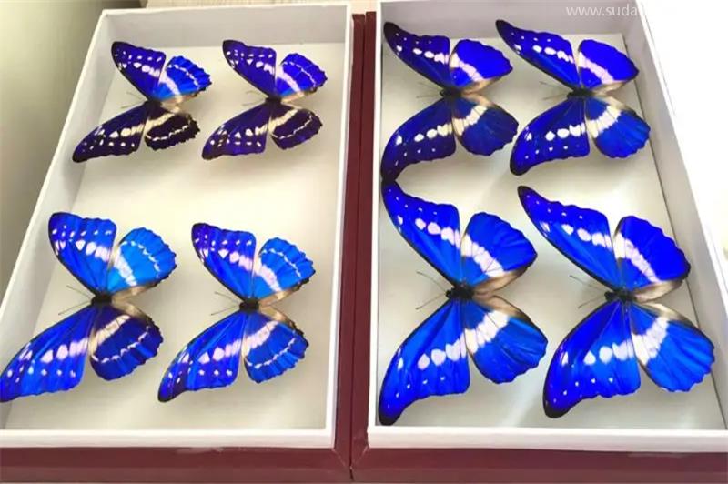 蝴蝶標本進口報關代理的流程資料 蝴蝶標本進口報關代理的流程資料