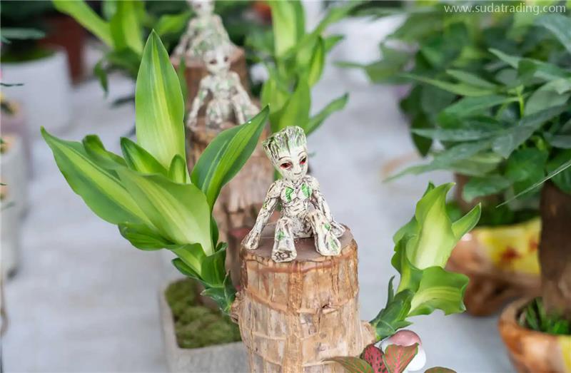 印尼進口巴西木報關(guān)的流程以及資料，秒懂!