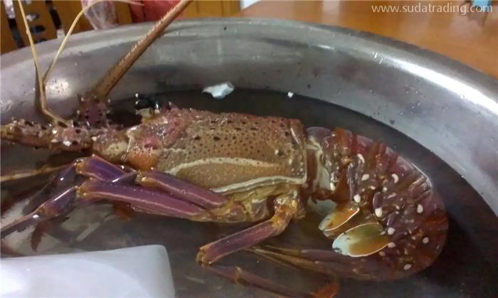 進口冷凍澳洲龍蝦報關國外要提供什么單證資料? 進口冷凍澳洲龍蝦報關國外要提供什么單證資料?