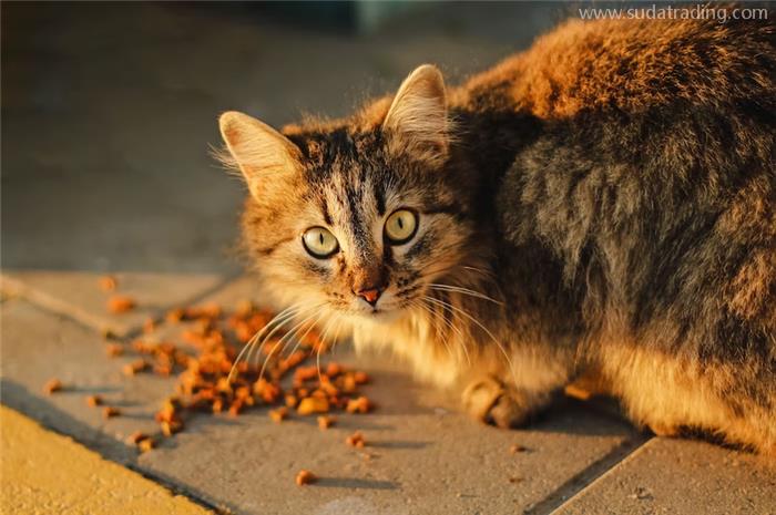 進口貓狗糧辦理報關手續貓狗糧食準入要求 進口貓狗糧辦理報關手續貓狗糧食準入要求