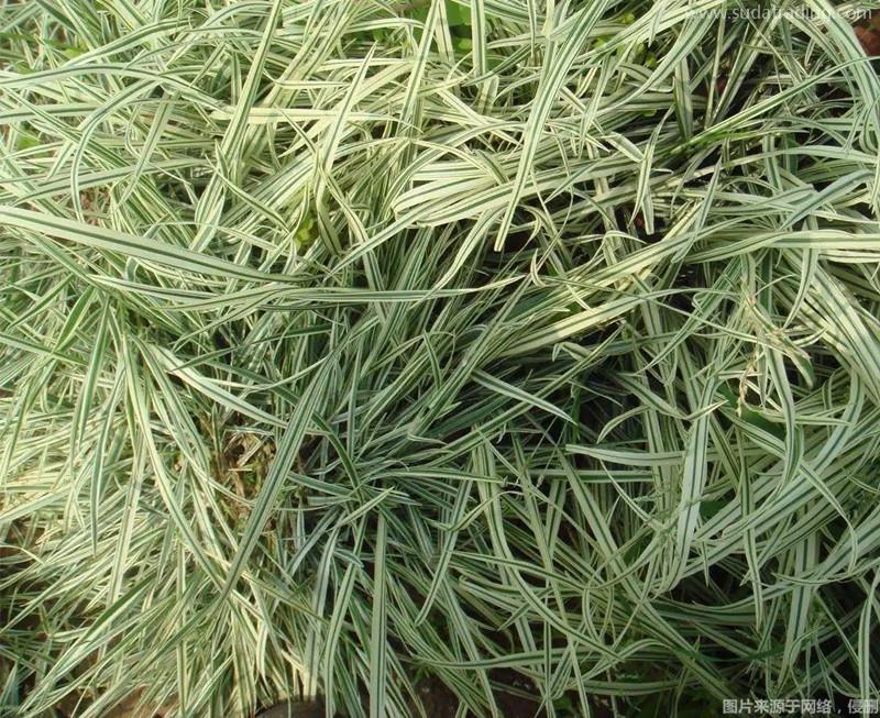 進(jìn)口澳大利亞燕麥草報(bào)關(guān)的注意事項(xiàng)進(jìn)口燕麥草準(zhǔn)入 進(jìn)口澳大利亞燕麥草報(bào)關(guān)的注意事項(xiàng)進(jìn)口燕麥草準(zhǔn)入