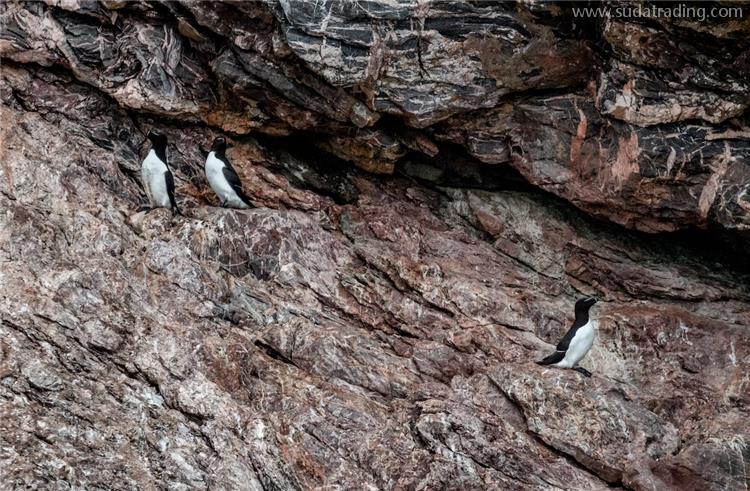銻礦石進口報關公司哪家專業靠譜 哪家比較好? 銻礦石進口報關公司哪家專業靠譜 哪家比較好?