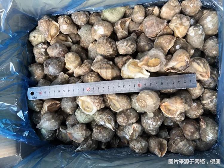 廣州報(bào)關(guān)冷凍海螺肉進(jìn)口專業(yè)處理冷凍螺肉廣州報(bào)關(guān) 廣州報(bào)關(guān)冷凍海螺肉進(jìn)口專業(yè)處理冷凍螺肉廣州報(bào)關(guān)
