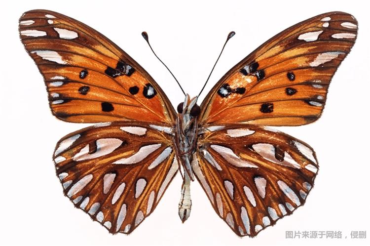 昆蟲標(biāo)本進(jìn)口清關(guān)費(fèi)用進(jìn)口昆蟲標(biāo)本清關(guān)注意事項(xiàng) 昆蟲標(biāo)本進(jìn)口清關(guān)費(fèi)用進(jìn)口昆蟲標(biāo)本清關(guān)注意事項(xiàng)