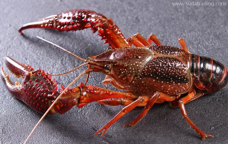 印尼鮮活龍蝦進口清關流程門到門-19年水產品報關行 印尼鮮活龍蝦進口清關流程門到門-19年水產品報關行