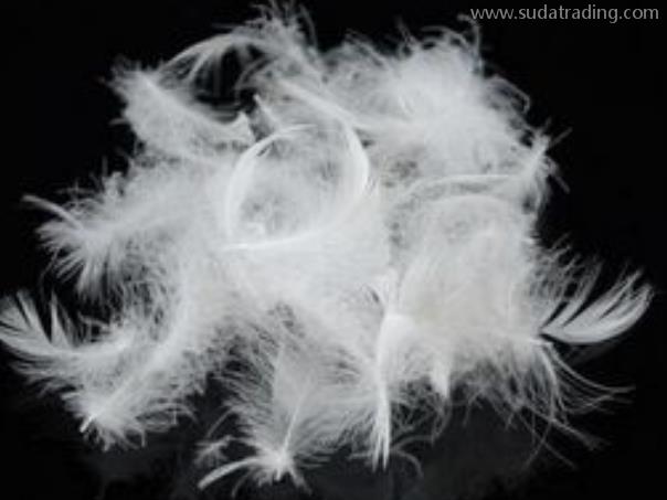 水洗鴨毛進口報關手續流程詳解