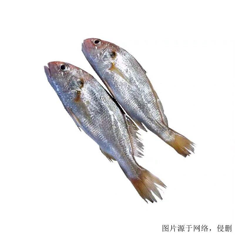 越南白姑魚進口清關(guān)流程-19年廣州水產(chǎn)品進口報關(guān)行 越南白姑魚進口清關(guān)流程-19年廣州水產(chǎn)品進口報關(guān)行