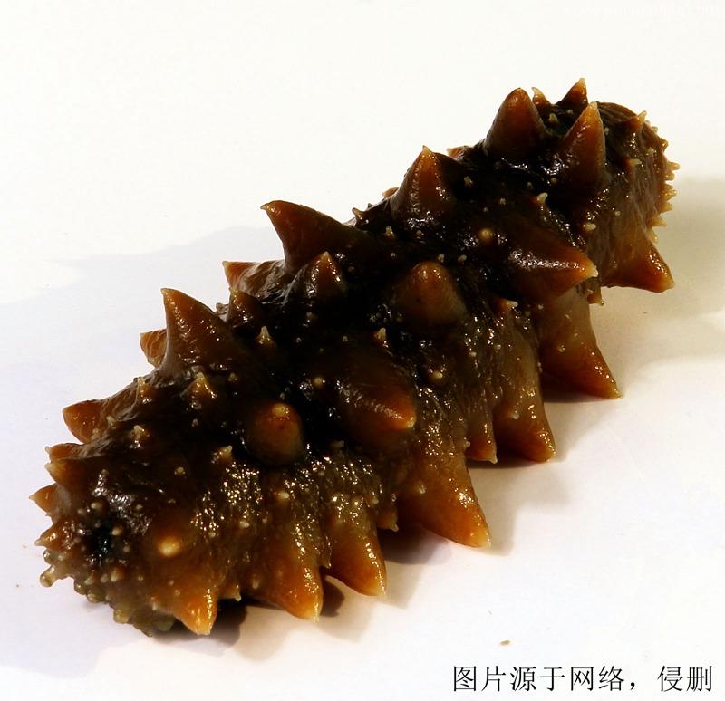 印度尼西亞進口報關公司哪家好?印尼海參清關資料 印度尼西亞進口報關公司哪家好?印尼海參清關資料