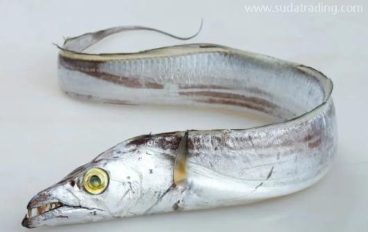 【進(jìn)口知識】一文帶你了解帶魚