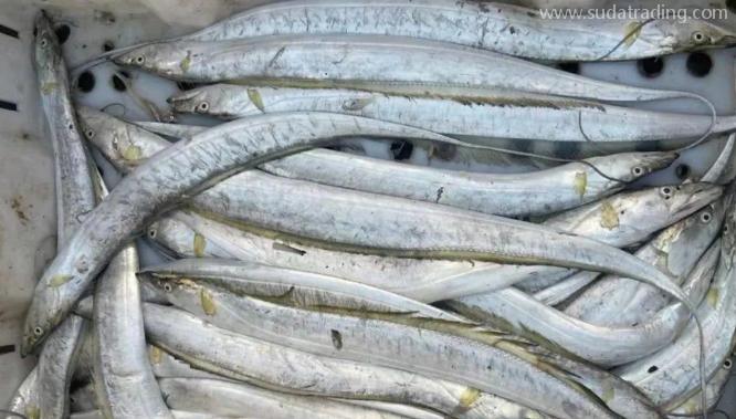 【進(jìn)口知識】一文帶你了解帶魚