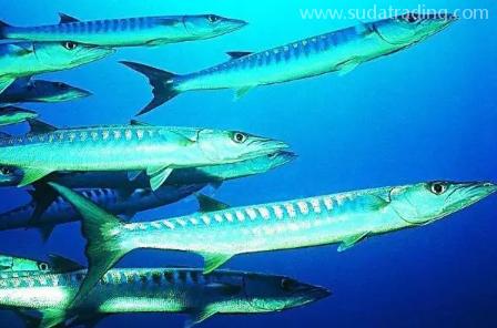 【進(jìn)口知識】一文帶你了解帶魚