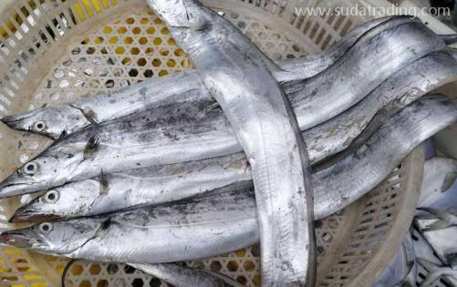 【進(jìn)口知識】一文帶你了解帶魚