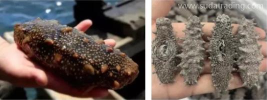【進口知識】海參物種及其進口情況簡介 【進口知識】海參物種及其進口情況簡介