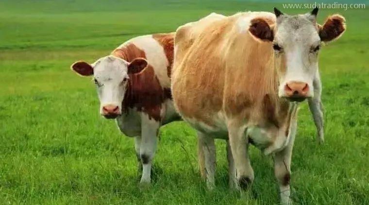 【進口知識】進口俄羅斯牛肉檢驗檢疫和衛生要求 【進口知識】進口俄羅斯牛肉檢驗檢疫和衛生要求